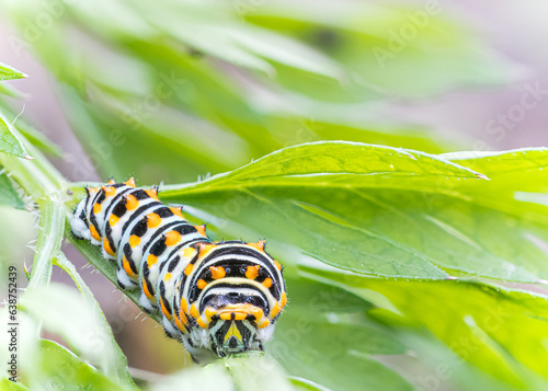 Swallowtail Butterfly against green brackground