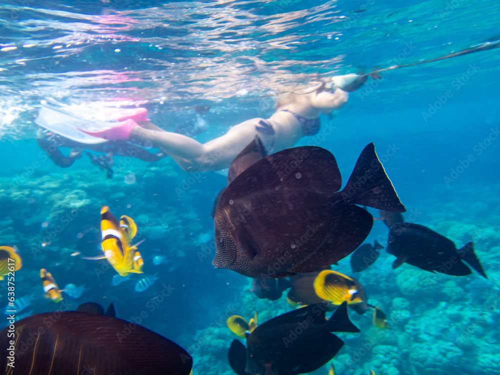 Fototapeta premium Zebrasoma sailor Desjardins in a coral reef of the Red Sea