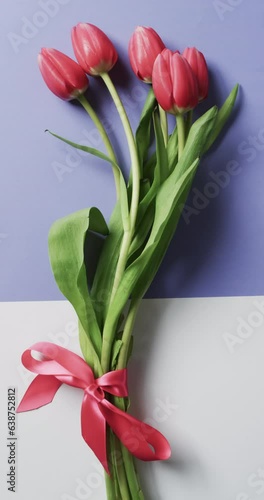 Vvertical video of bunch of red tulips with copy space on white and blue background photo