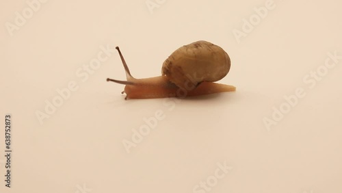 하얀종이 위에서 느리게 이동하는 작은달팽이 한마리