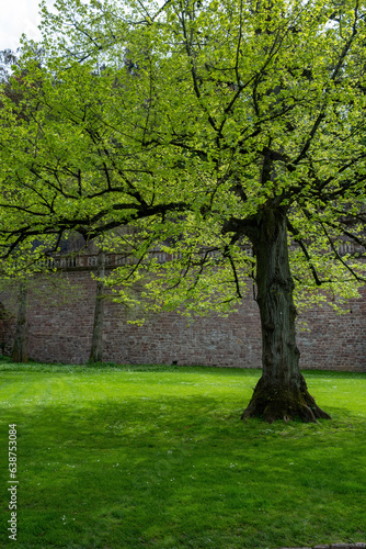 Park tree with lush foliage surrounded by green grass and flower, brick wall background. Vertical