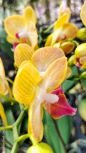 yellow orchid flower