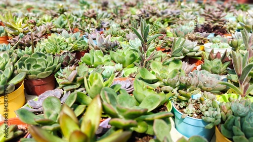 cactus in the garden