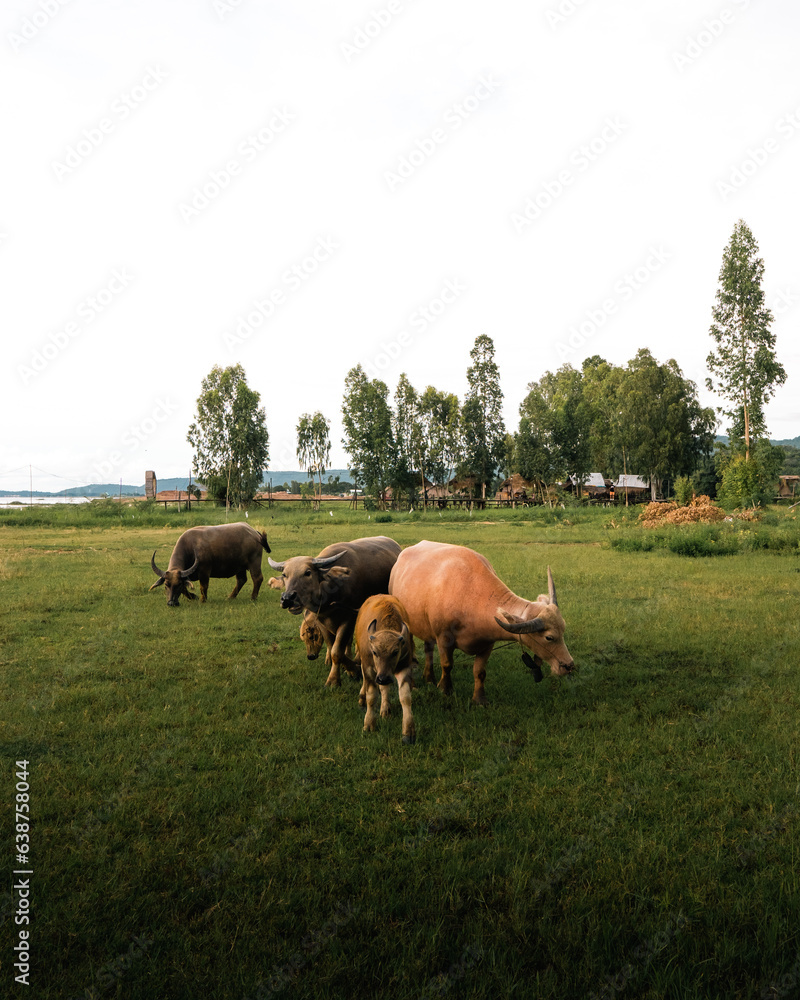 buffaloes in the field