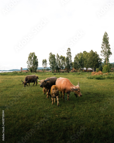 buffaloes in the field