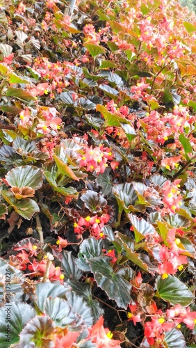 autumn leaves background