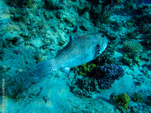 Arothron stellatus in a Red Sea coral reef photo