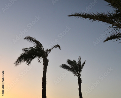 Palm trees at tropical sunrise