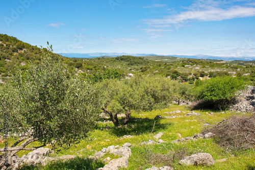 An olive grove near Nerezisca on Brac Island in Croatia in May, showing the island's characteristic stone mounds and walls photo