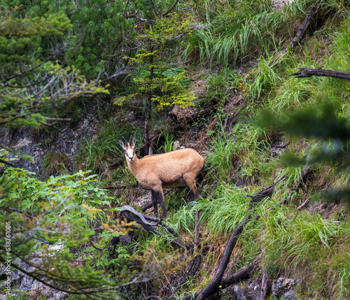 Wild chamois, rupicapra animal stnading in grass mountain landscape. Austria, alps area photo