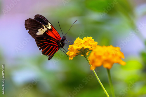 Postman Butterfly "Heliconius melpomene" feeding on yellow flower. Close up of insect with vivid red and black wings, showing antennae and proboscis. "Malahide Castle Butterfly House", Ireland