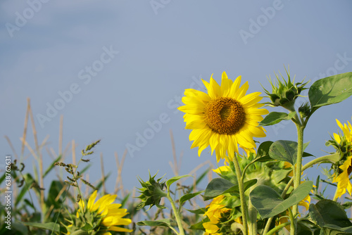 sunflower in the agricultural field