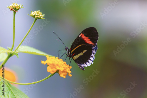 Photography Blue Postman Butterfly Heliconius melpomene feeding on yellow flower