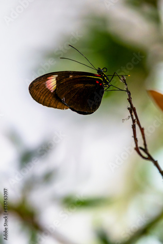 Photography Red Postman Butterfly Heliconius erato on twig isolated against blurred white background