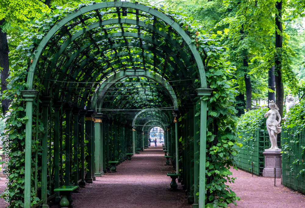 A tunnel of green plants in a summer park.