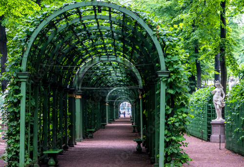 A tunnel of green plants in a summer park.