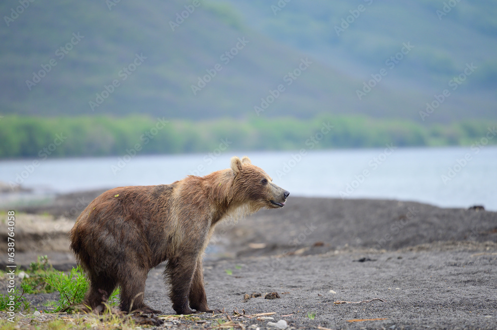 Fototapeta premium Ruling the landscape, brown bears of Kamchatka (Ursus arctos beringianus)
