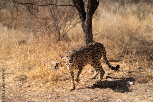 cheetah in the African savannah waiting for prey Namibia.