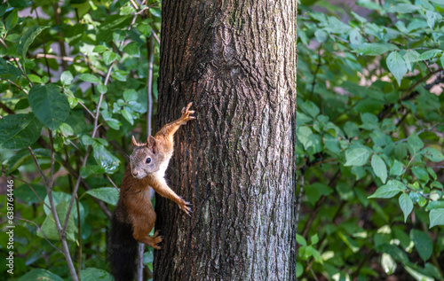 A squirrel is sitting on a tree trunk in the forest. © Сергей Лаврищев