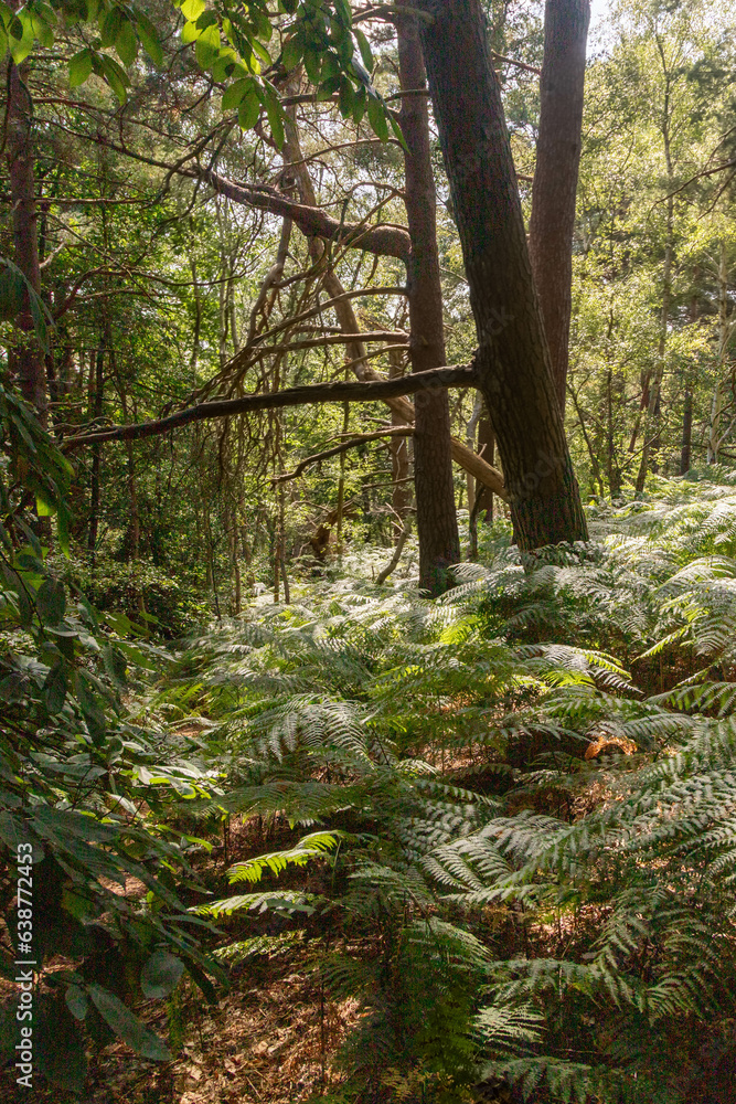 Hiking in publicly owned woodland Hiking in publicly owned woodland
