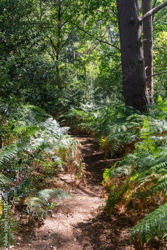 Hiking in publicly owned woodland