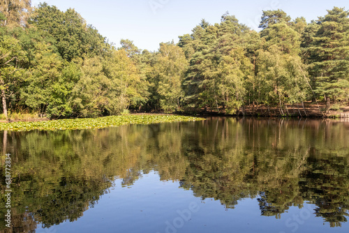 A pond in the Woods
