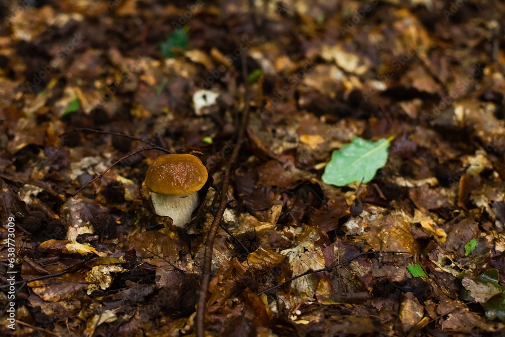 Noble boletus in Polish forest. Noble boletus in Polish forest.