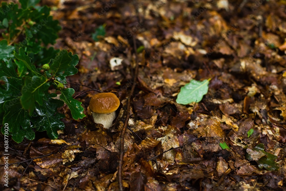 Noble boletus in Polish forest. Noble boletus in Polish forest.