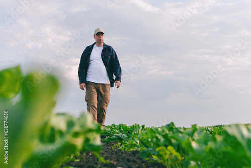 A farmer in a field of sugar beets checks the crop and the presence of weeds. Agricultural concept at sunset and clouds.