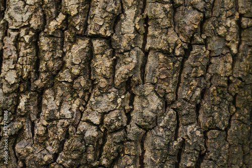 natural bark background