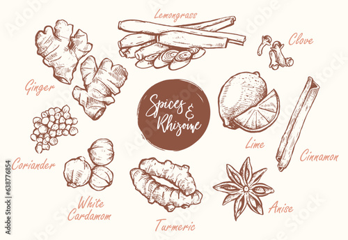 Spices and Rhizome Hand Drawn Vector Designs. Vintage style vector graphic with separated layers.