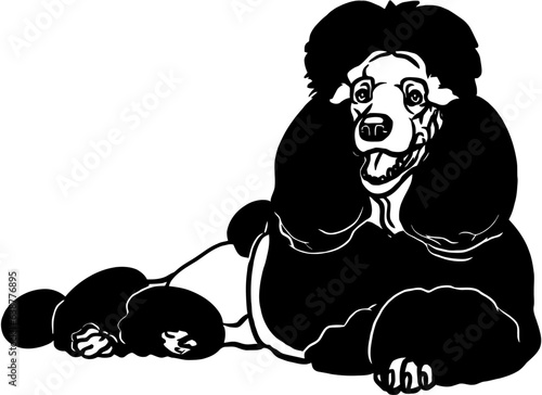 Poodle dog - Lying dog vector stock isolated illustration on white background.
