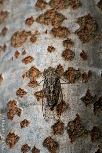 A cicada is perched on the bark of a poplar tree © Marco Taliani