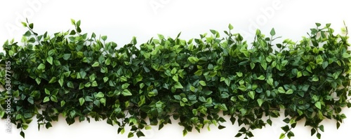 green bush isolated on white background photo