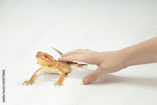 bartagame  Pogona Vitticeps