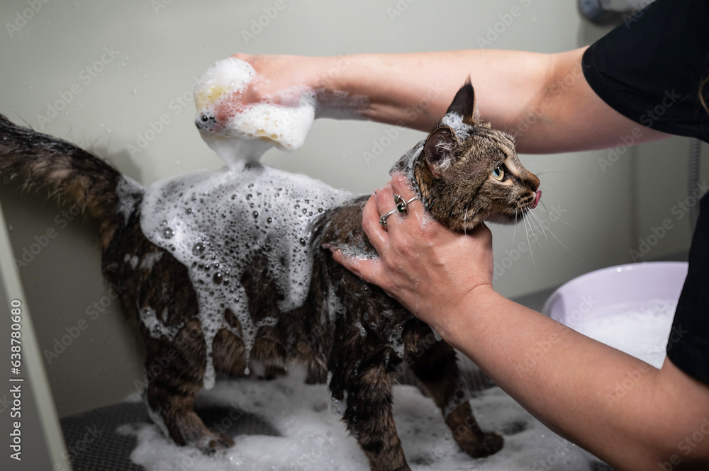 Obraz premium Woman shampooing a tabby gray cat in a grooming salon. 