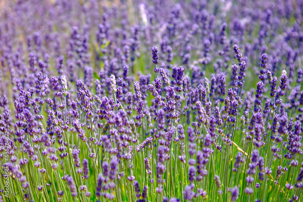 colorful lavender in a field in france