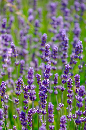colorful lavender in a field in france