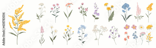 Collection of floral and botanical elements. Set of leaf, foliage wildflowers, plants, bloom, leaves and herb. Hand drawn of blossom spring season vectors for decor, website, graphic and shop.
