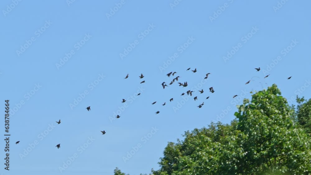 white cheeked starling in flight white cheeked starling in flight