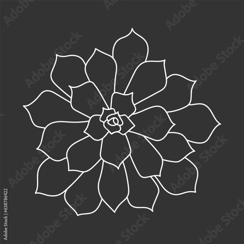 Succulent echeveria in doodle style, vector illustration. Desert flower for print and design. Outline mexican plant, graphic isolated element on chalk board background. Housplant for decor interior