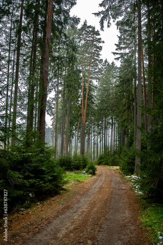 Abandoned Conifer Forest With Narrow Gravel Road In Lower Austria  Waldviertel  In Austria