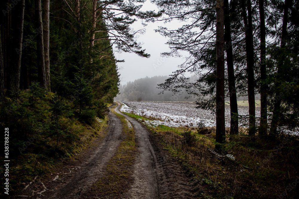 Abandoned Conifer Forest With Narrow Gravel Road In Lower Austria (Waldviertel) In Austria Abandoned Conifer Forest With Narrow Gravel Road In Lower Austria (Waldviertel) In Austria