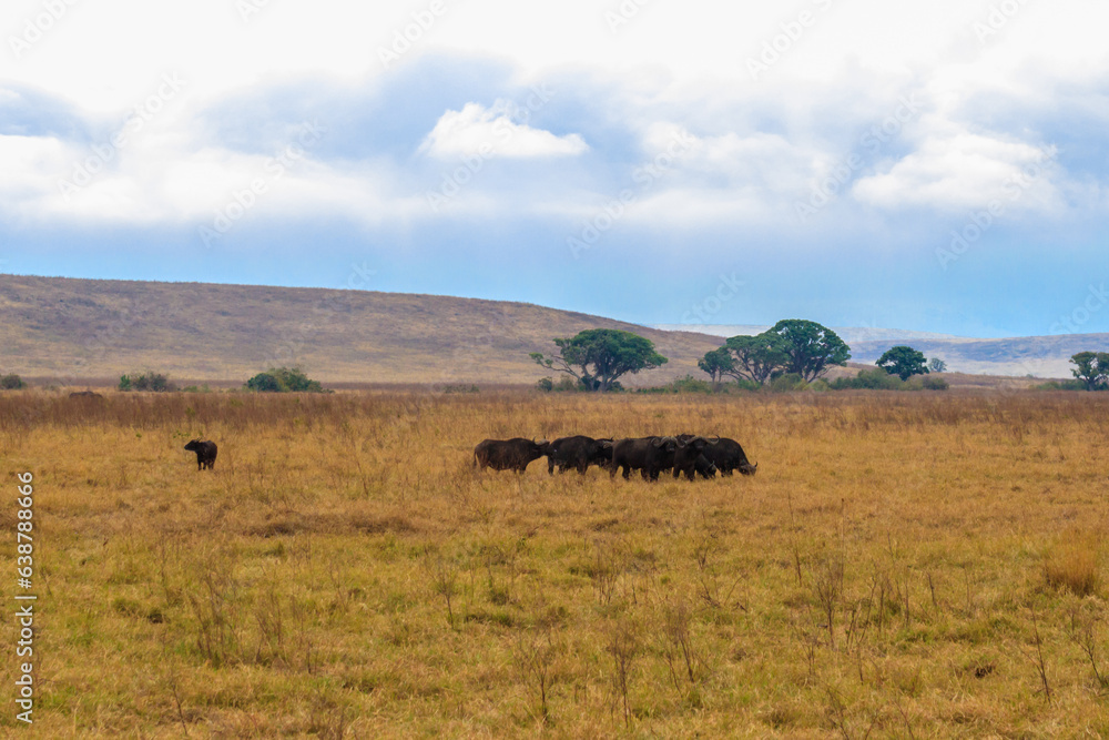 Herd of African buffalo or Cape buffalo (Syncerus caffer) in Ngorongoro Crater National Park in Tanzania. Wildlife of Africa