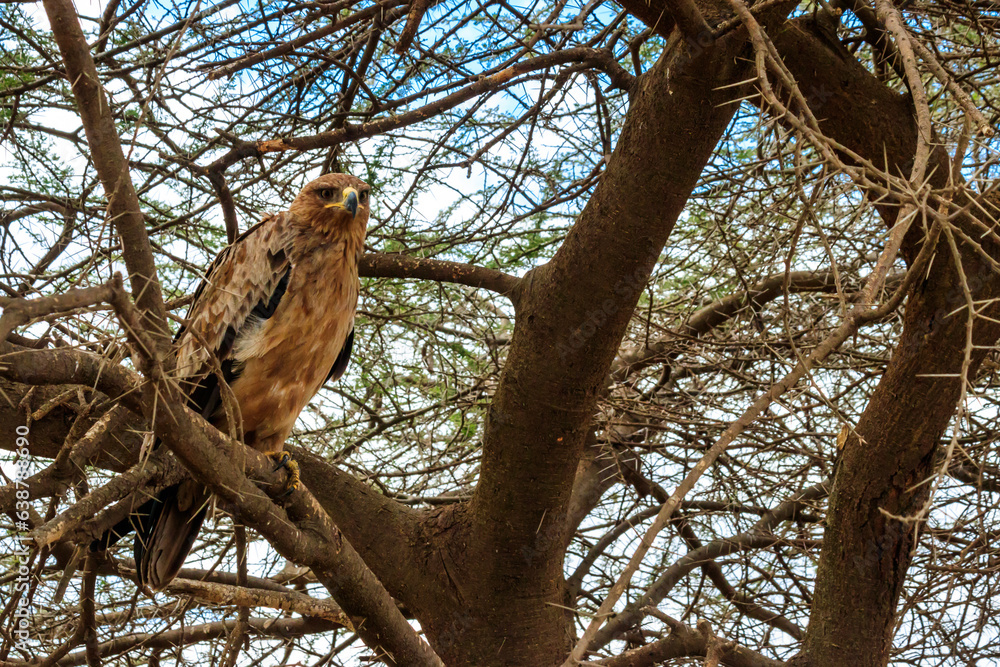Tawny eagle (Aquila rapax) on a tree in Serengeti national park, Tanzania Tawny eagle (Aquila rapax) on a tree in Serengeti national park, Tanzania