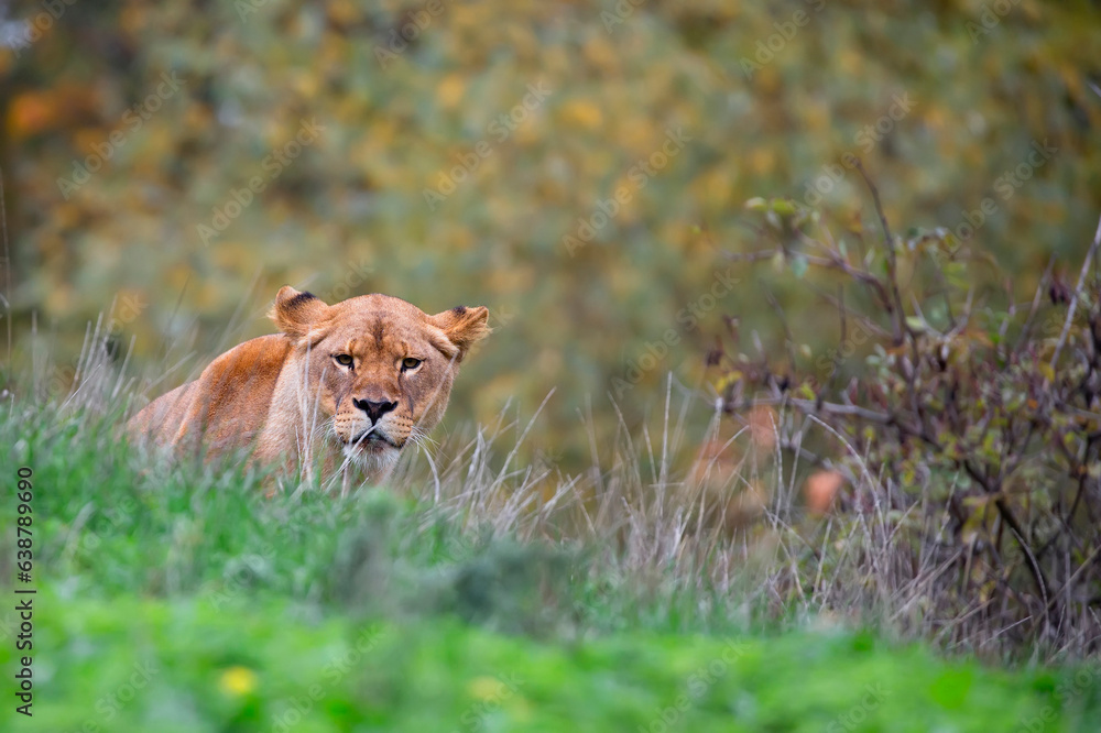 Naklejka premium Lioness in a clearing