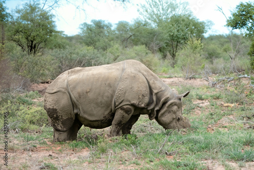 White rhinoceros  Ceratotherium simum 