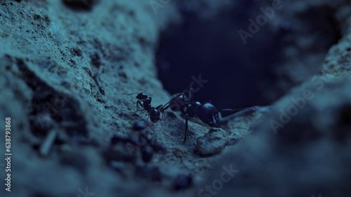 Ants in a row go back and forth. Slow motion video, macro shot.. photo