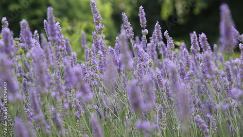 Lavanda en flor