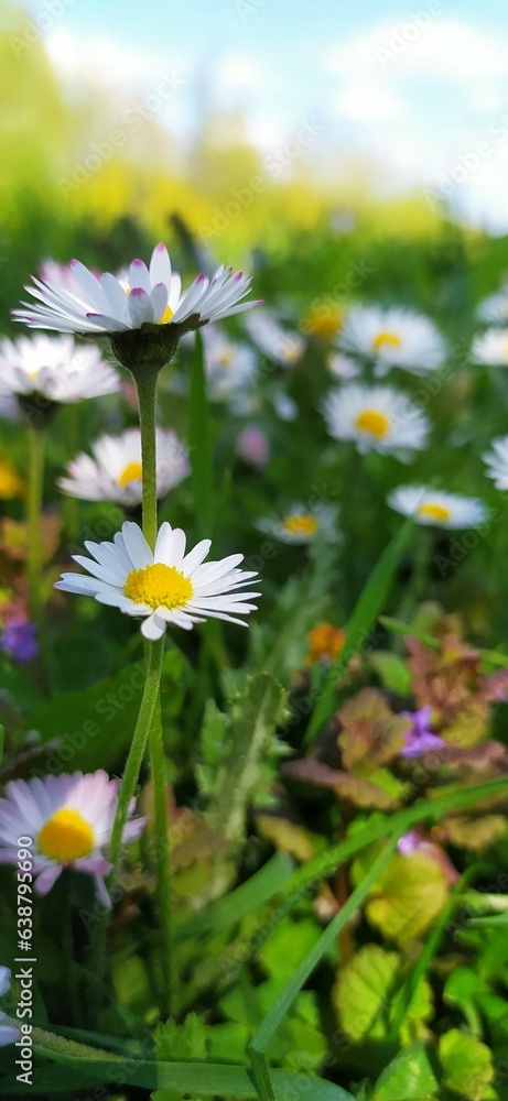 Fototapeta premium daisies in a field